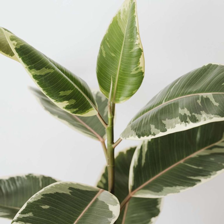 Green Tropical Indoor Plant